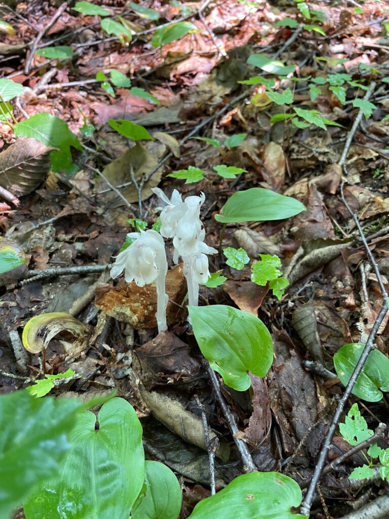 Sun Jul 14 2024 Peacham Bog by Phyllis Rubenstein