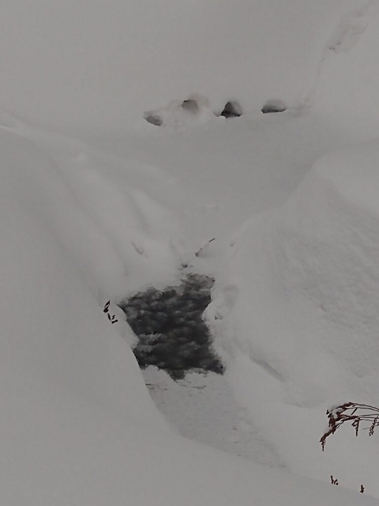 Sat Feb 25 2023 Hardwood Flats Ski with otters by Steve and Heather Bailey