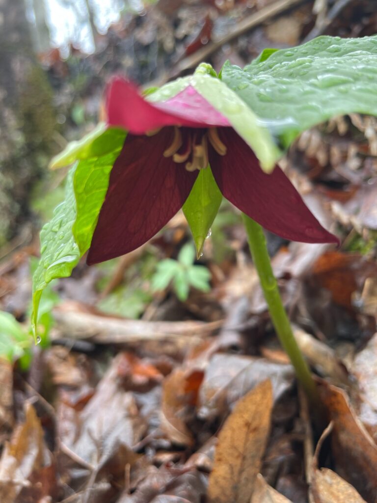 Hiking to Chickering Bog in the Rain